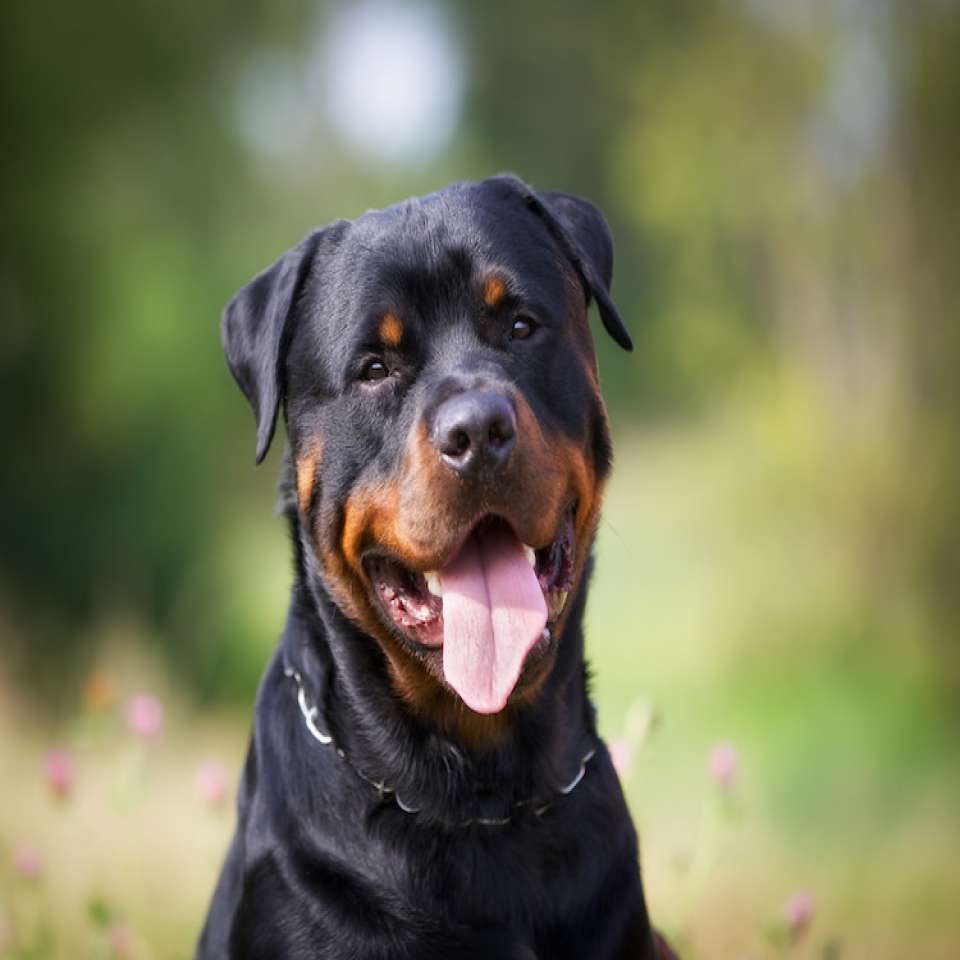 Rottweiler caract re entretien sant de la race