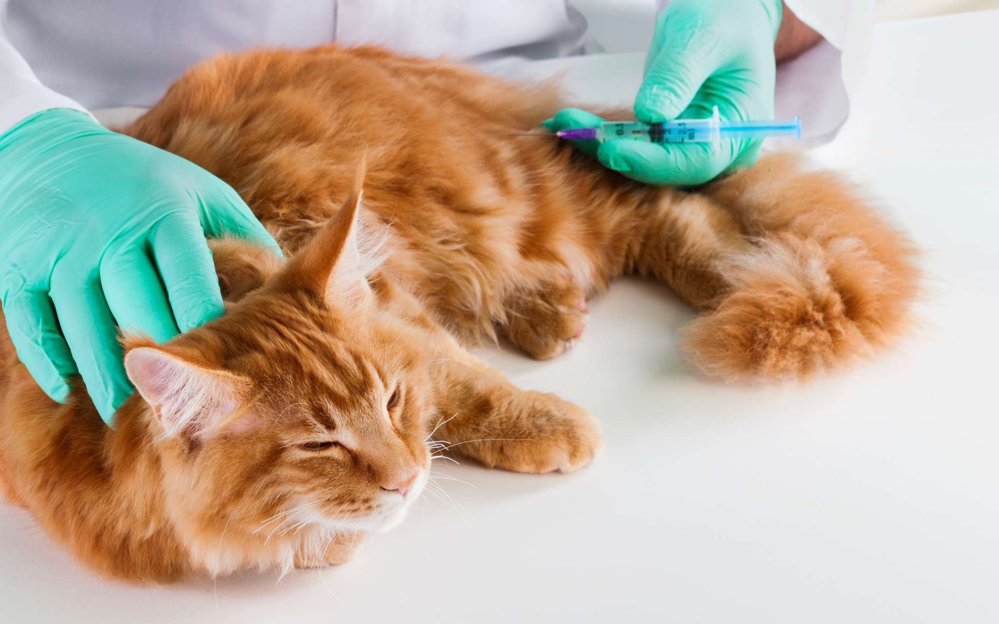 Cancer du chat : Signes visibles et traitement