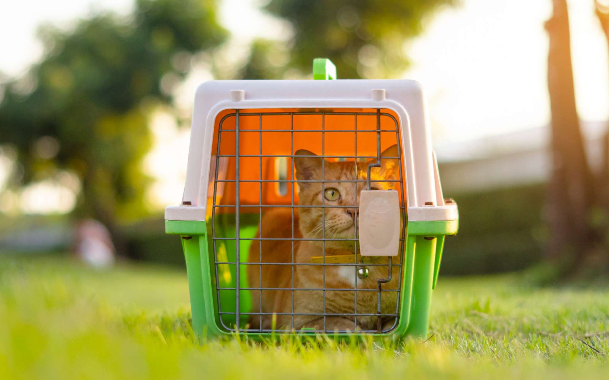 Cage de transport pour chat
