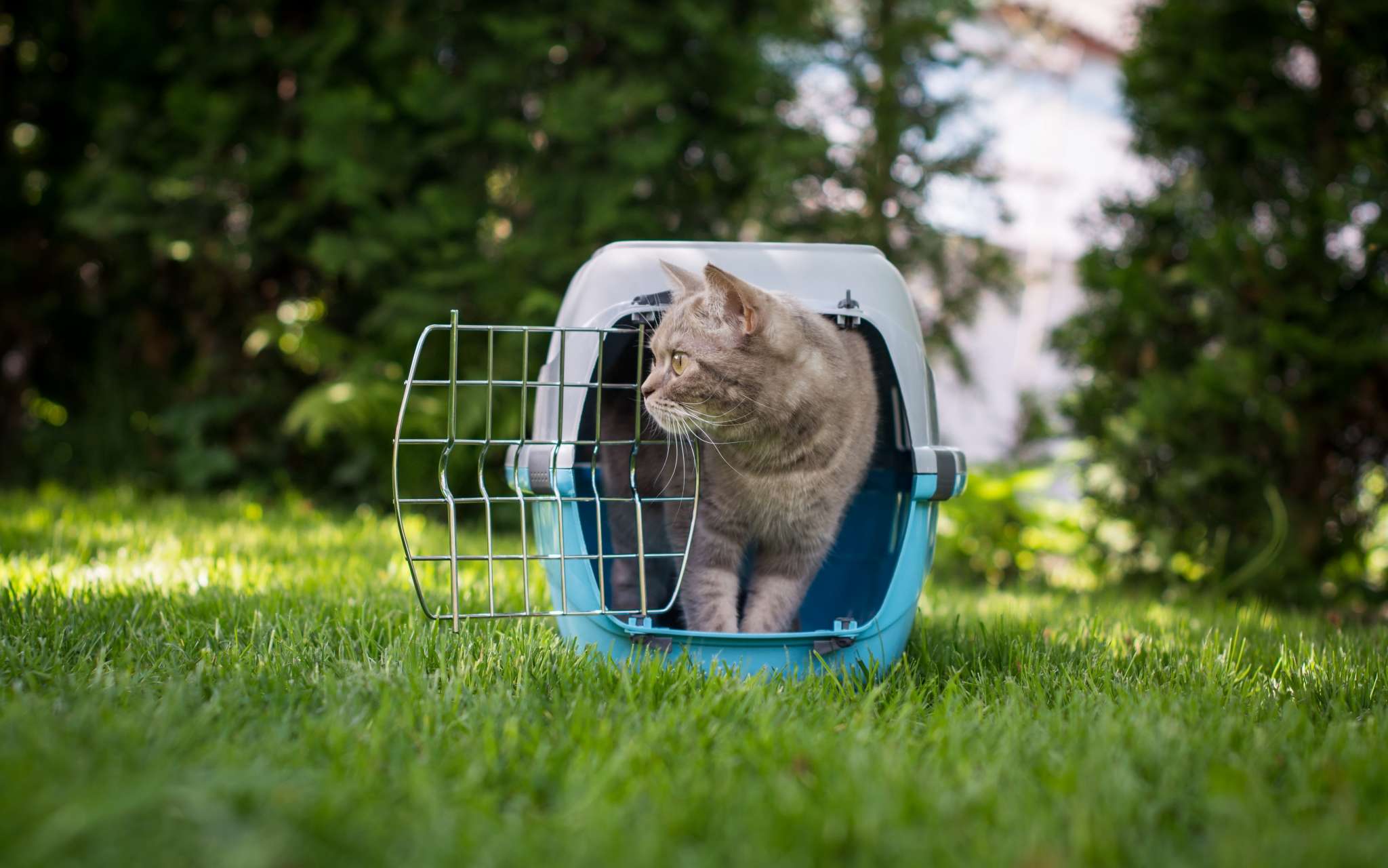 Comment Transporter Mon Chat Bulle Bleue