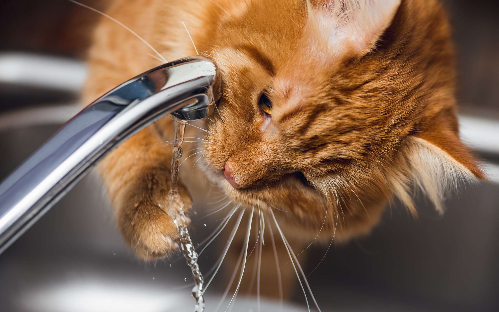 Кошка пьет воду причины. Кот пьет из крана. Кот пьет воду из под крана. Кот лакает воду из крана. Котик пьет.
