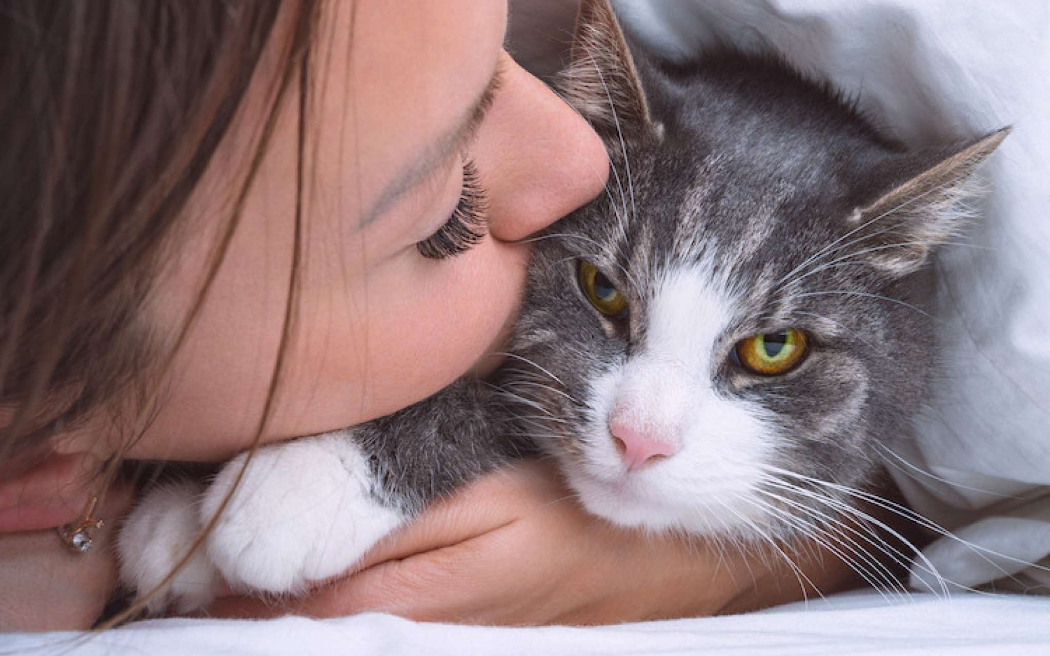 Les chats peuvent-il eux aussi tomber amoureux ?