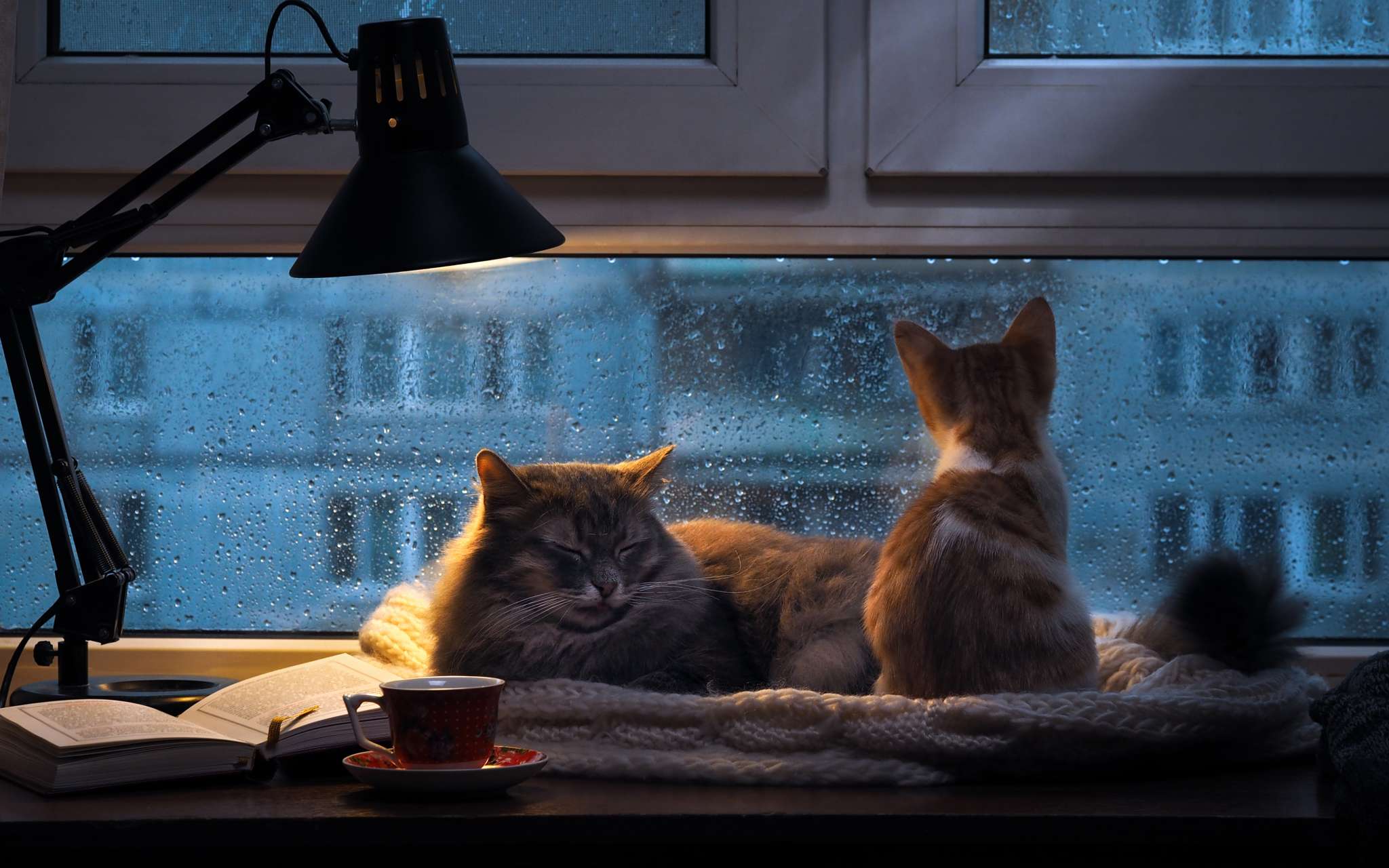 Подхожу к окну и вечер. Кот на окне. Кот на окне уют. Уютные коты. Уютного вечера.