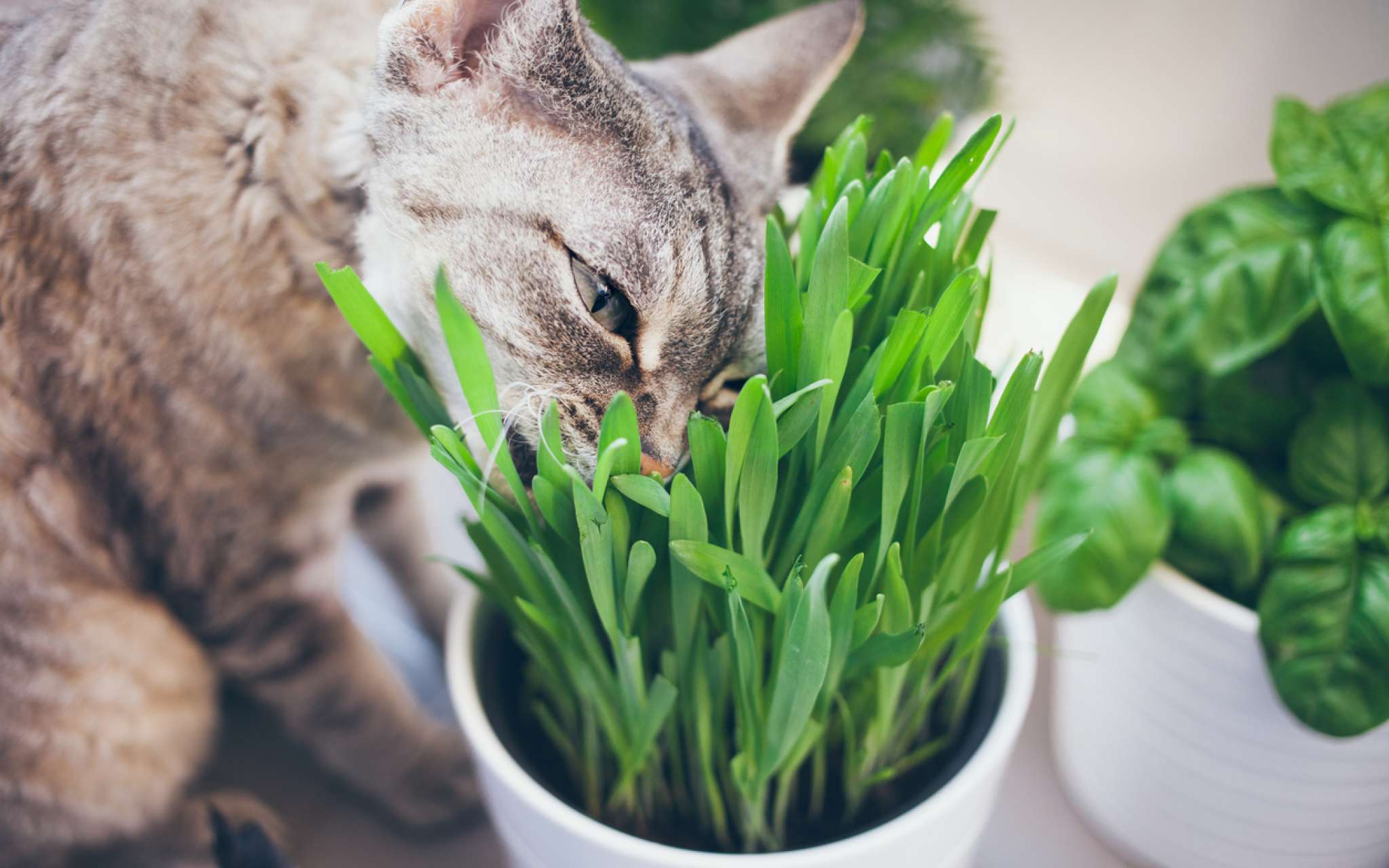 Pourquoi mon chat mange de l'herbe ?