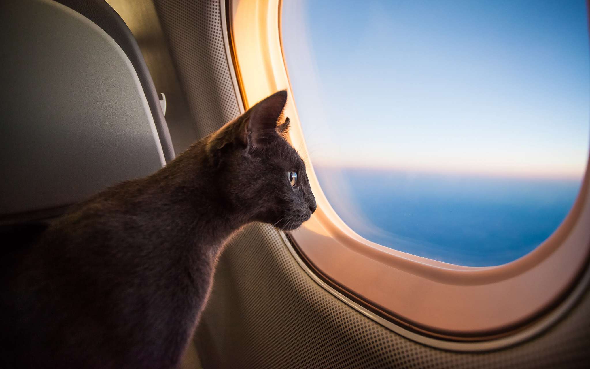 Prendre l avion avec son chat Quelles pr cautions et obligations