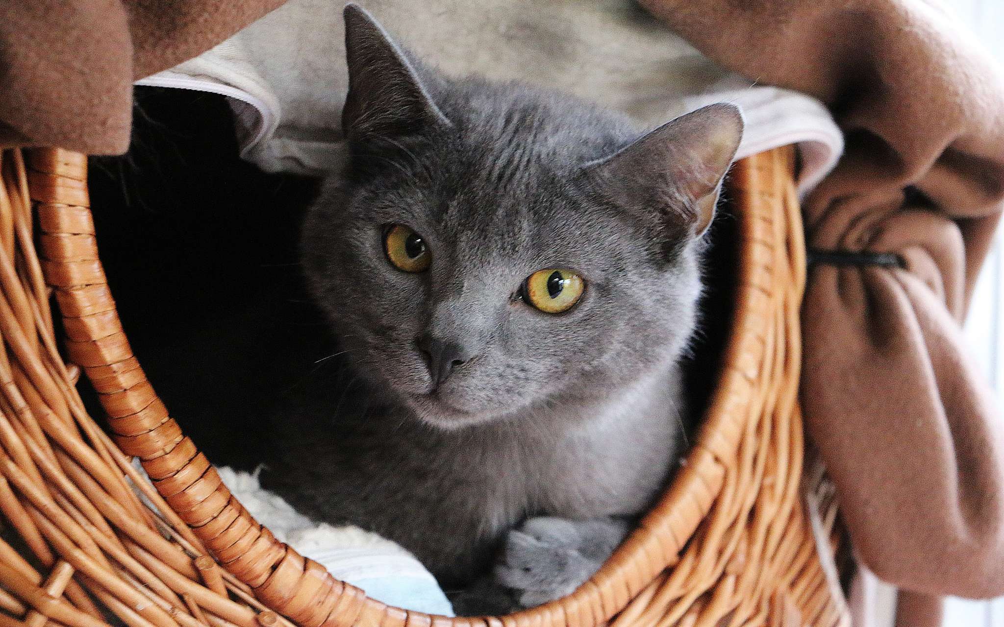 Ce que vous devez savoir avant d adopter un Chartreux