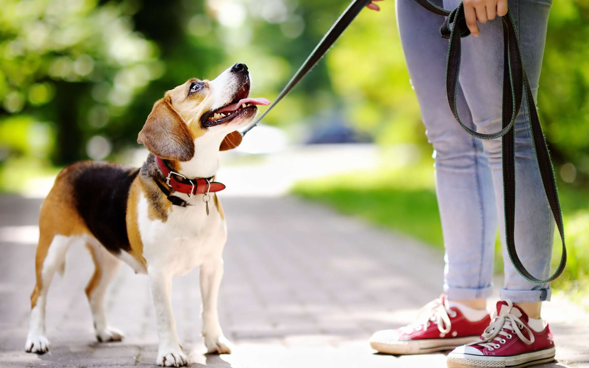 Marche en laisse et rappel : Comment apprendre à son chien ?