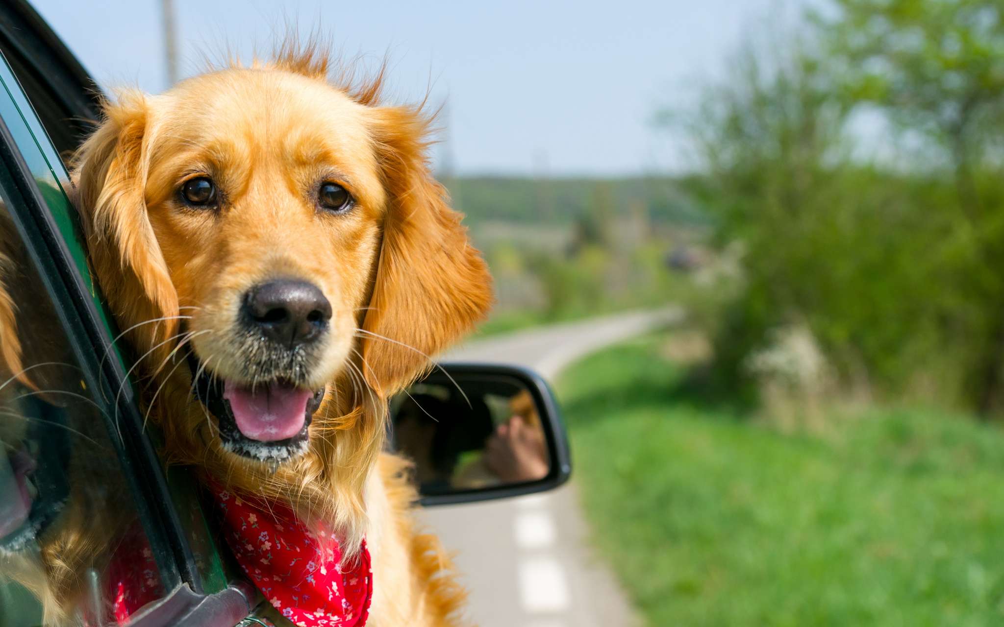 Bien voyager en voiture avec son chien - Gamm vert