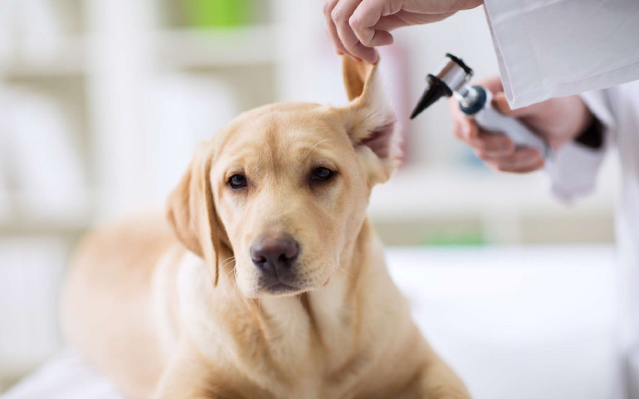 Nettoyer les oreilles de son chien : tout ce qu'il faut savoir
