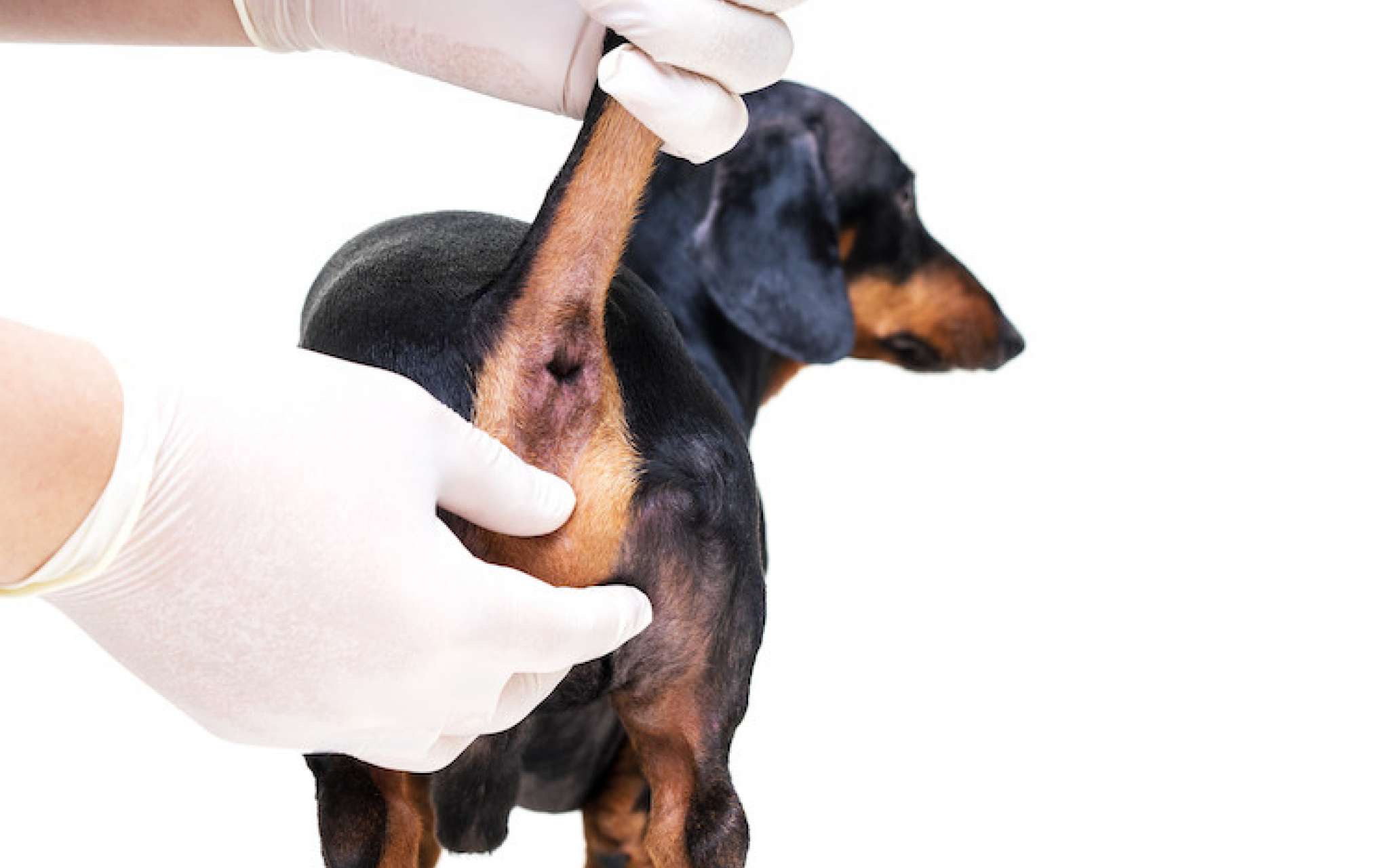 Comment vider les glandes anales du chien ? |