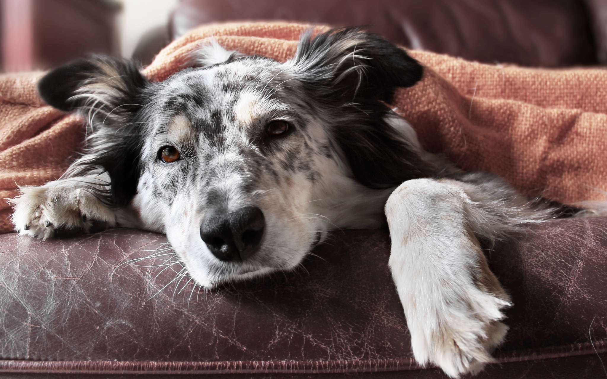 Quelles sont les races de chien prédisposées à l'arthrose ?