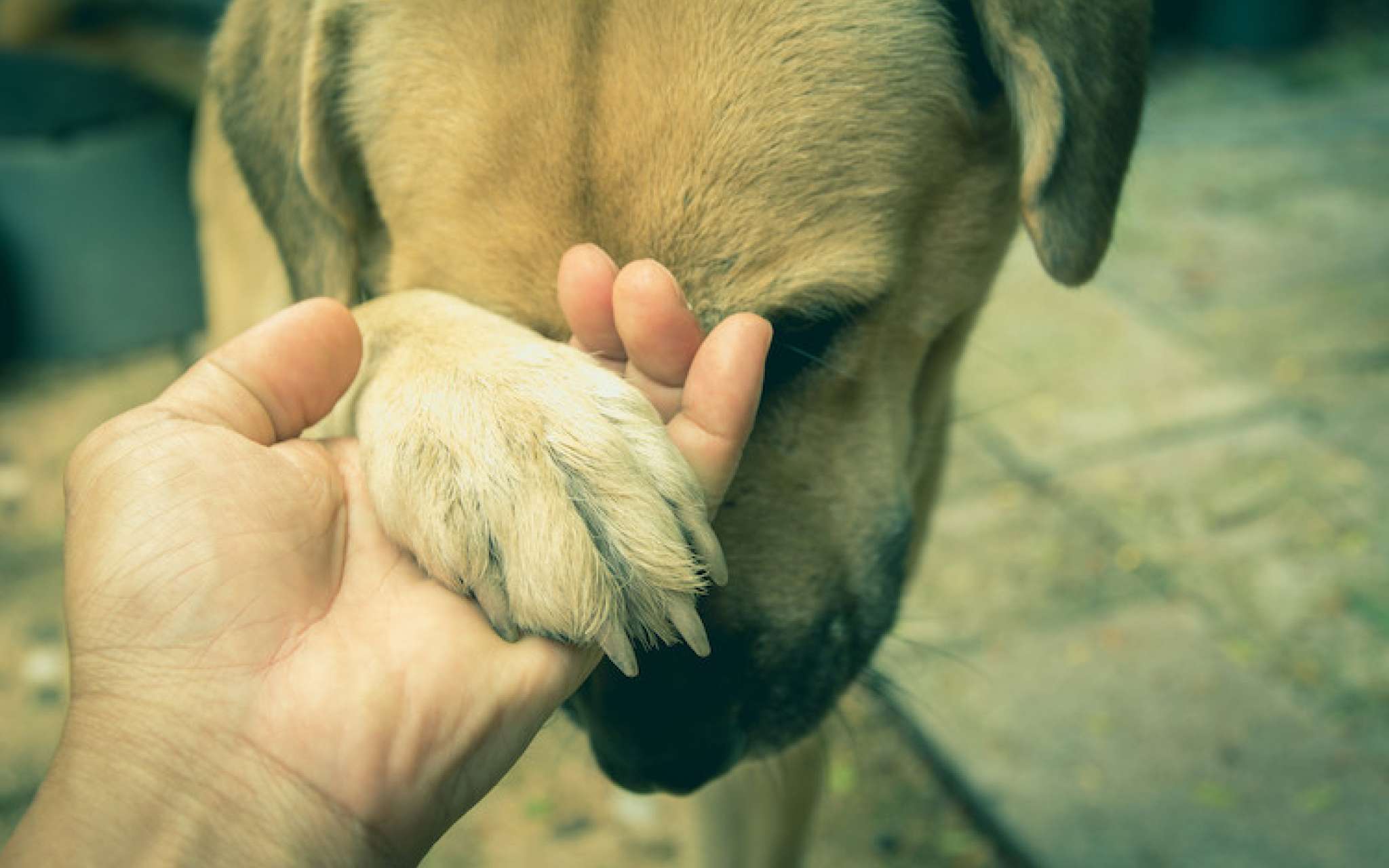 Boiterie et arthrose chez le chien : quelles sont les causes et les  solutions ?