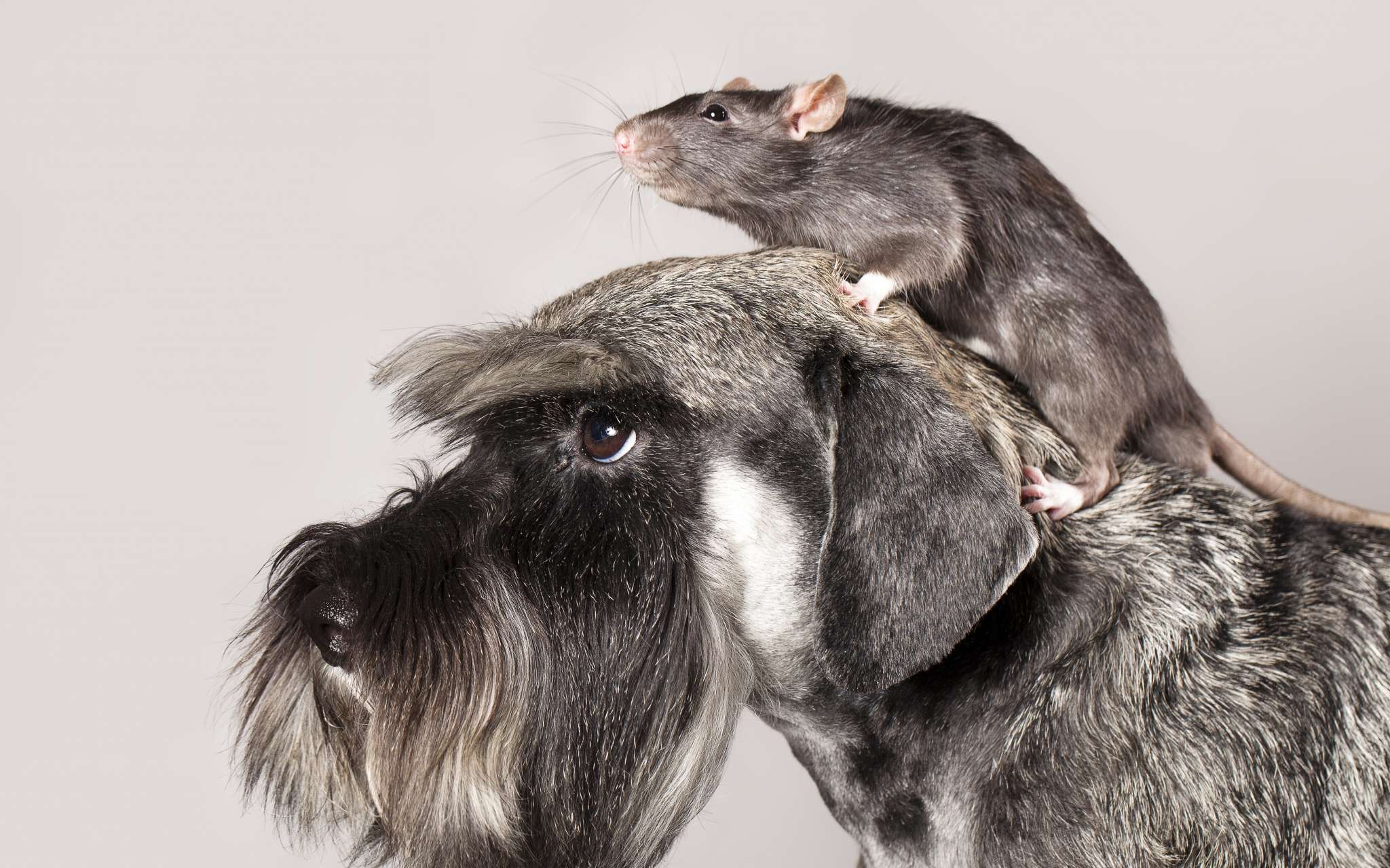 Élimination d'odeurs de rats, rongeurs ou carnassiers morts